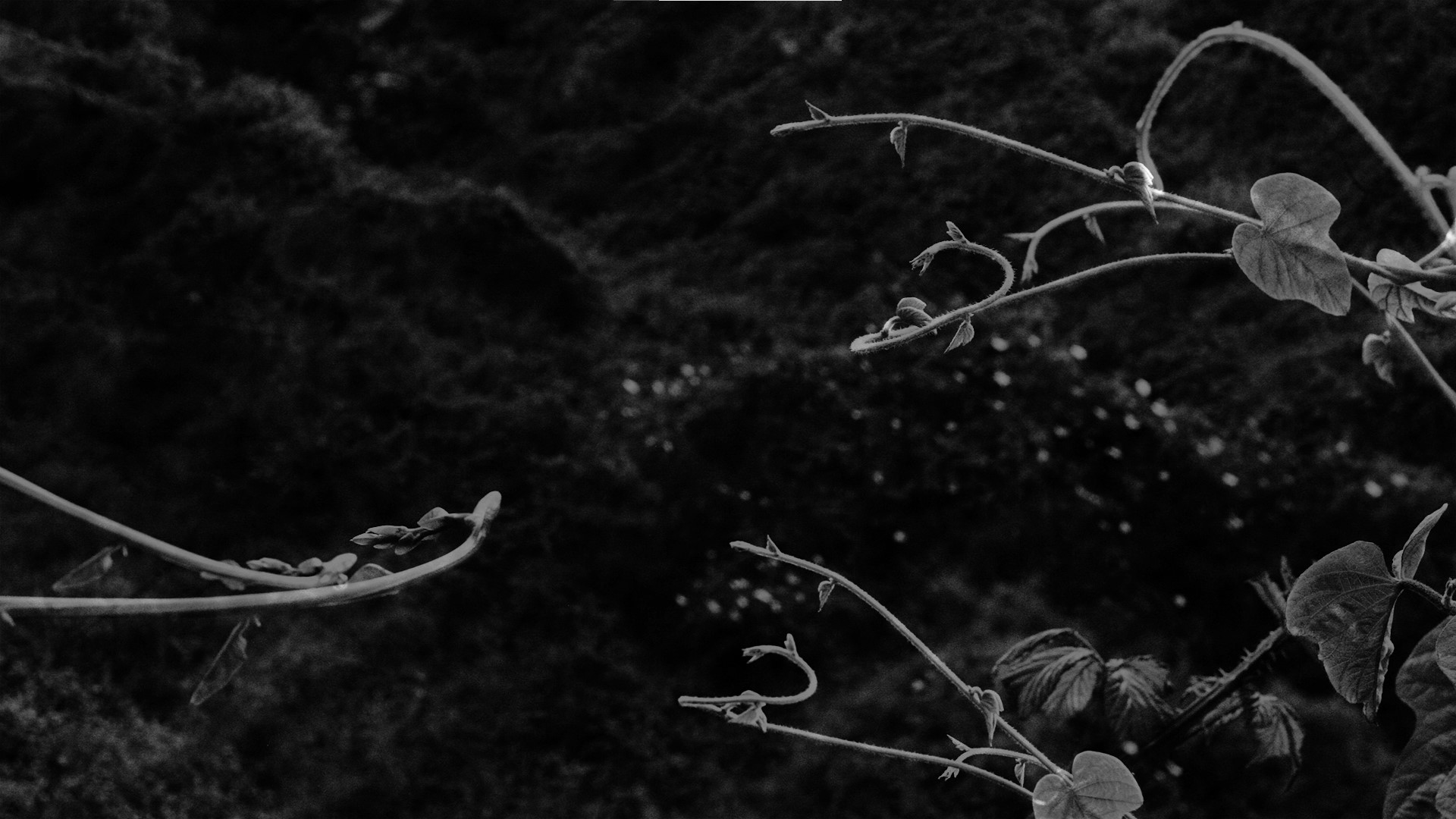 manto vegetal, 2015-2019. Vídeo em preto e branco (frame), 4'05''.