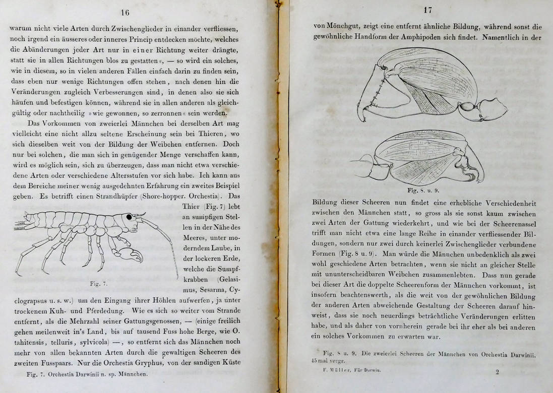 [40] Orchestia Darwinii n. Sp Mannchen, 1864. In Fritz Muller (do Desterro) Für Darwin. Coleção Catarina. Fonte Ylmar Corrêa Neto.
