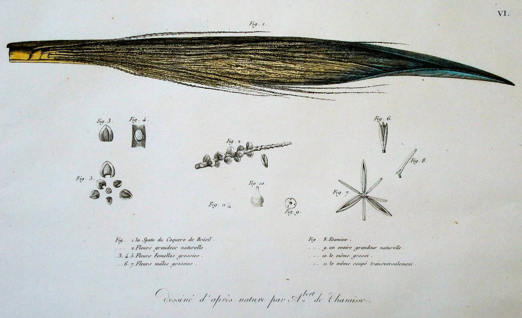 [30] Desenho da natureza de Adelbert de Chamisso, 1815. Adelbert von Chamisso [1781-1838]. Coleção Catarina. Fonte Ylmar Corrêa Neto.