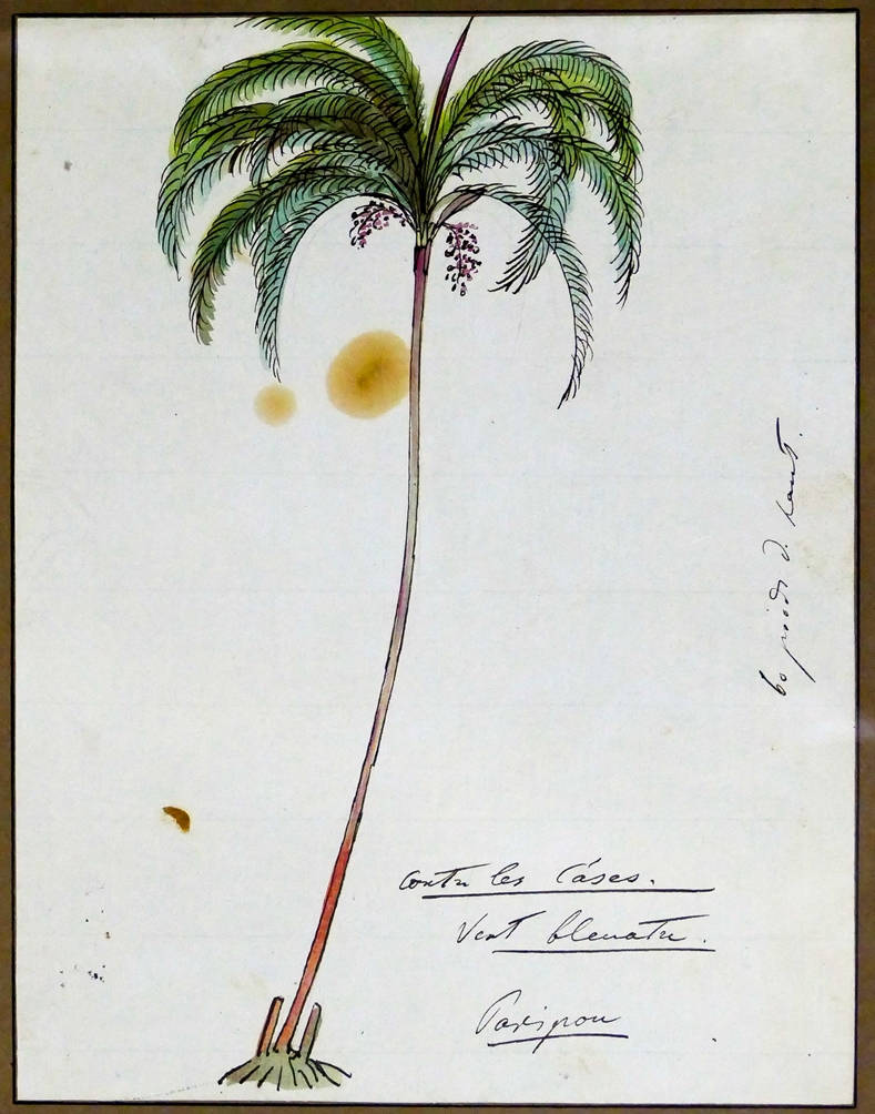 [32] Palmeira, 1815. Louis Choris [1795-1828]. Coleção Catarina. Fonte Ylmar Corrêa Neto.