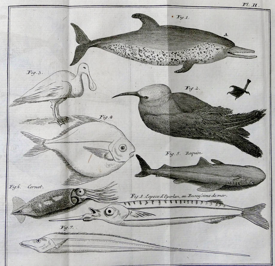 [38] História Natural da Ilha de Santa Catarina, 1763. Abade Jacques Pernetty [1696-1777]. Coleção Catarina. Fonte Ylmar Corrêa Neto.