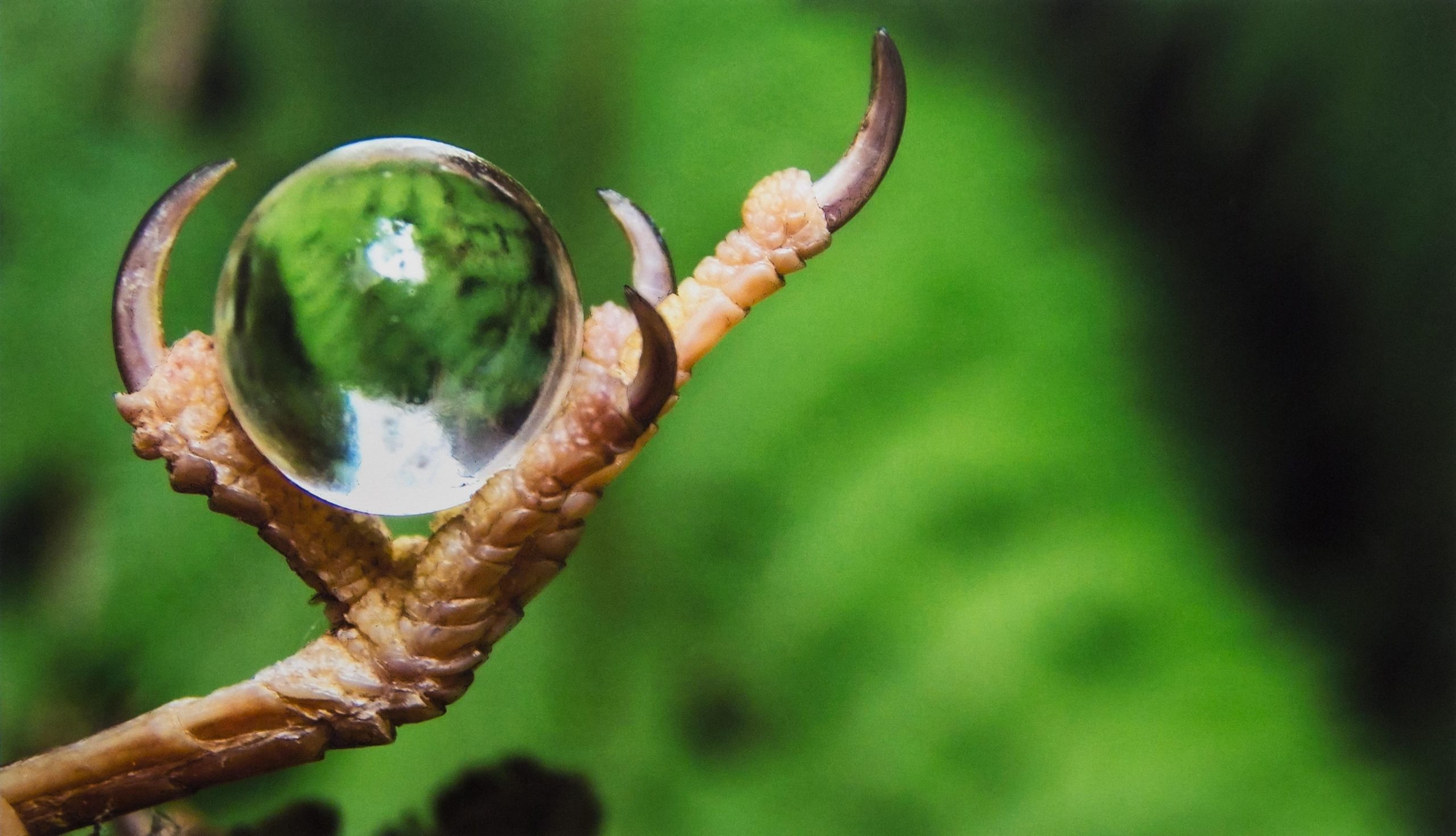 Oráculo I, Série OVA, 2018. Fotografia 100x60cm.