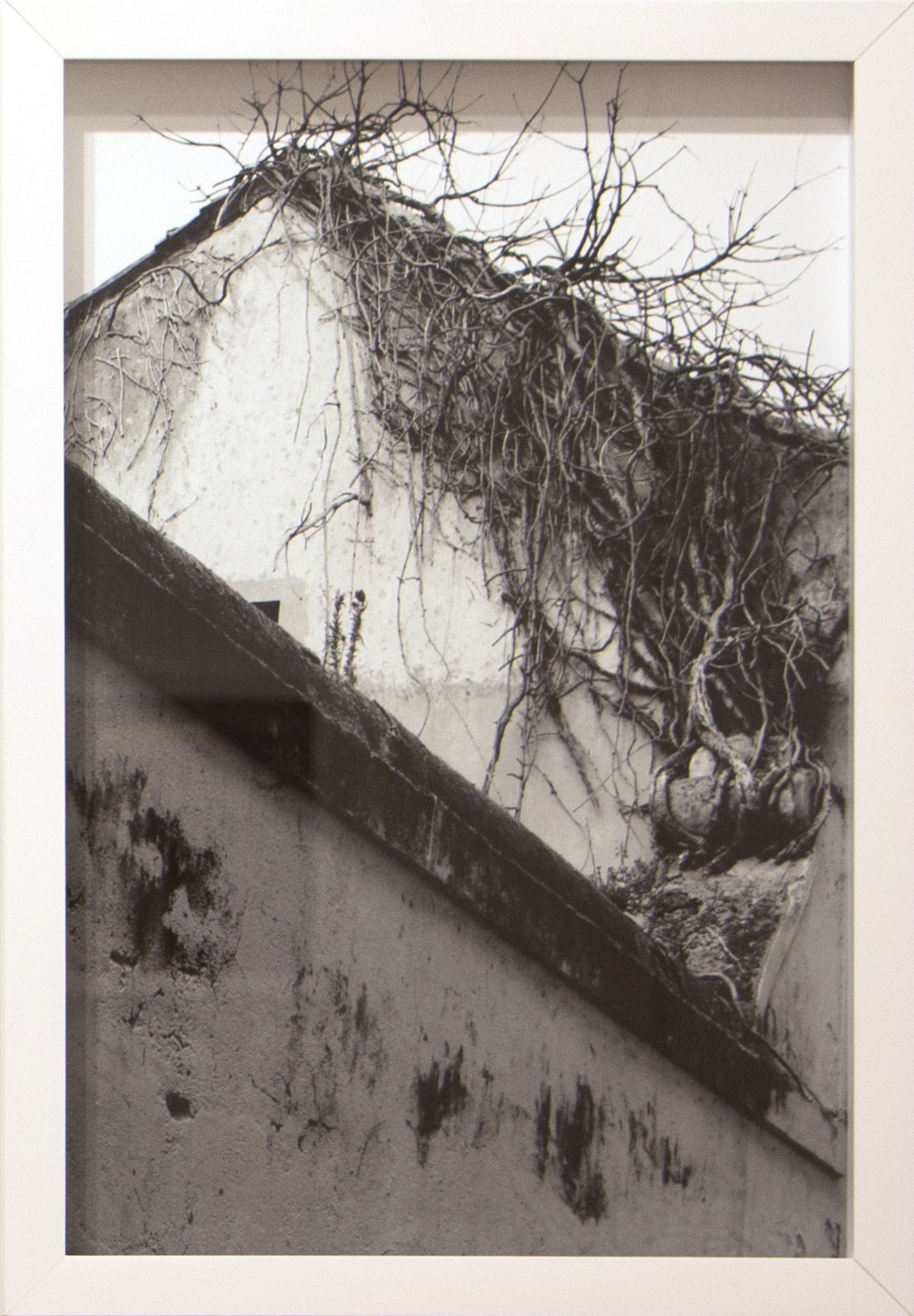 coleção-arquivo de casas que brotam, 2014-2016. Fotografia em preto e branco, 29x43,5cm.