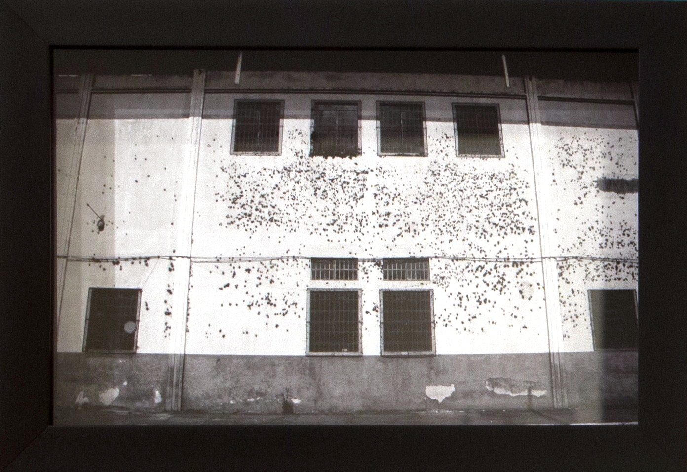 lugar que brota (série a cada como solo), 2014-2015. Fotografia em preto e branco, 27x18cm cada.